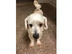 Adopt Flavio a Shih Tzu