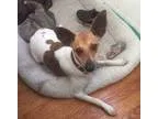 Adopt Buddy a Jack Russell Terrier Rat Terrier