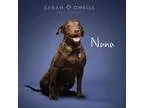Adopt Nana a Labrador Retriever