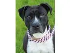 Adopt Izzy a Pit Bull Terrier