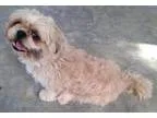 Adopt Levi a Shih Tzu