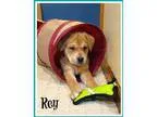 Adopt Rey a TanYellowFawn Shepherd (Unknown Type)  Hound (Unknow