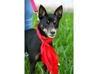 Adopt Maverick a Rat Terrier
