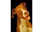 Adopt Bubba a Pit Bull Terrier Labrador Retriever