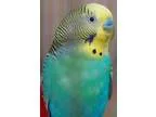 Adopt Bluebell a BudgieBudgerigar