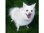 Adopt Bear a American Eskimo Dog