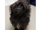 Adopt Coal a Poodle Poodle