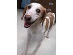 Adopt Adonis a English Pointer  Mixed dog in Van Wert OH (152216