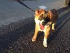 Adopt Bandit a Tricolor (TanBrown and Black and White) Australia