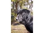 Adopt Primerose a German Shepherd Dog