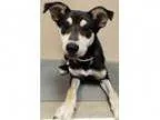 Adopt ADOPTED Darla (Oswego) a Shiba Inu