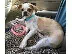 Adopt Sammie a White - with Tan Yellow or Fawn Shih Tzu  Mixed d