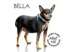 Adopt Bella a Black - with Tan Yellow or Fawn Miniature Pinscher