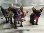 Sphynx Hairless kittens available