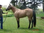 BUCKSKIN with BLACK POINTS