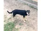 Adopt Sharlotte a Black - with Tan Yellow or Fawn Labrador Retri