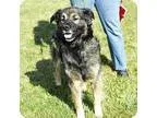 Adopt Precious a German Shepherd Dog