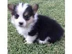 Super Adorable Pembroke Welsh Corgi Puppies
