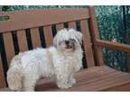 Adopt Samantha a Shih Tzu
