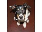 Adopt Boss Hogg a Tricolor (TanBrown and Black and White) Border