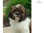 Cookie..Wonderful Friend.. Watch My VIDEO