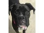 Adopt Willow a Black - with White Boxer  Mixed dog in Pontiac MI
