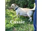 Adopt Cassie a TanYellowFawn Labrador Retriever  Mixed dog in Sp