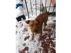 Adopt Levi a Pit Bull Terrier
