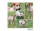 Adopt Georgia a RedGoldenOrangeCh estnut Coonhound  Beagle  Mixe