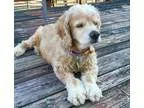 Adopt Misty 12yr a TanYellowFawn Cocker Spaniel  Mixed dog in Me