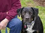 Adopt Buddy Brown a Labrador Retriever  Rottweiler  Mixed dog in