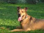 Adopt Niko a Shepherd Boxer
