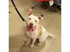 Adopt Savannah a Pit Bull Terrier