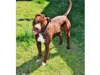 Adopt Axle a Pit Bull Terrier