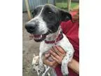 Adopt Penny a Rat Terrier