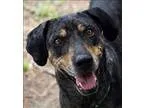 Adopt Majesty a Hound (Unknown Type)  Mixed dog in Oakland CA (1