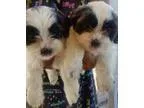 Adopt Brendan a Brittany Spaniel