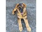 Adopt Roo a Australian Shepherd German Shepherd Dog