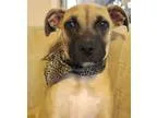 Adopt Sugar a Boxer Hound