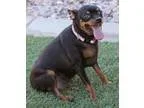 Adopt Minnie a Miniature Pinscher