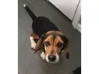 Adopt Bailey ADOPTION PENDING a Beagle Basset Hound