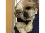 Adopt Pancho a White - with Tan Yellow or Fawn Shih Tzu  Mixed d