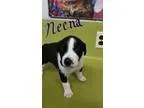 Adopt Neena a Boxer