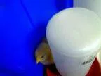 Adopt PIPPA a Chicken