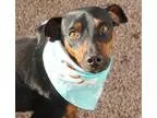 Adopt Jumanji a Black - with Tan Yellow or Fawn Miniature Pinsch