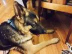 Adopt Trace ADOPTION PENDING a German Shepherd Dog