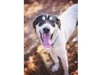 Adopt Mosley a White - with Brown or Chocolate Dutch Shepherd  M