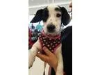 Adopt Hillaryamazing a Spaniel