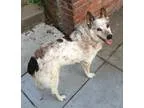Adopt Hank a White - with Brown or Chocolate Australian Cattle D