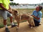 Adopt JayZee a RedGoldenOrangeCh estnut - with White Alaskan Mal